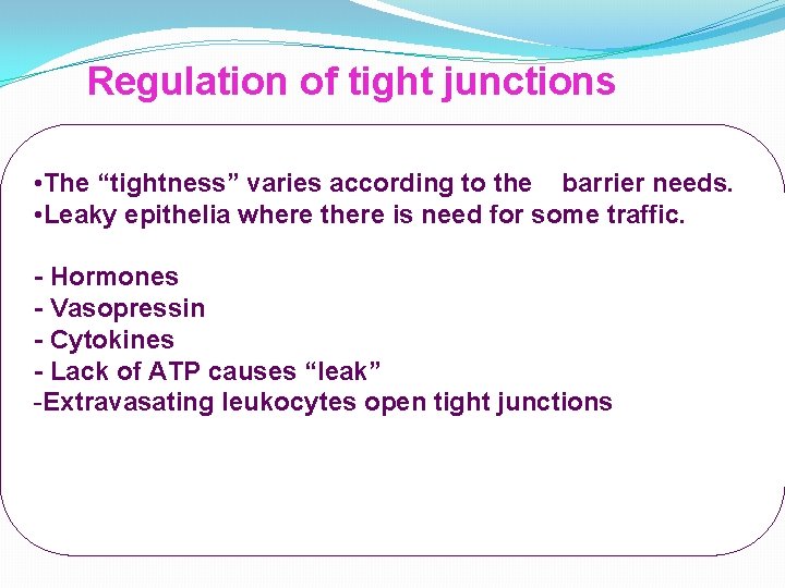 Regulation of tight junctions • The “tightness” varies according to the barrier needs. •