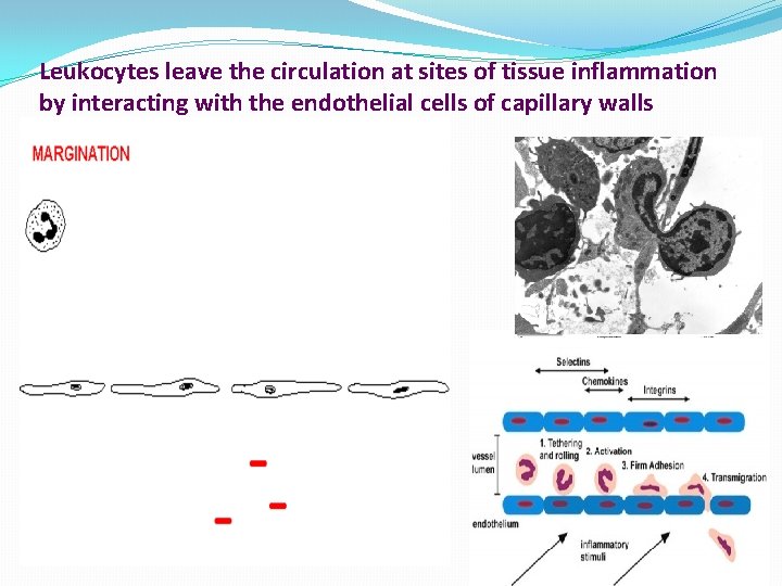 Leukocytes leave the circulation at sites of tissue inflammation by interacting with the endothelial