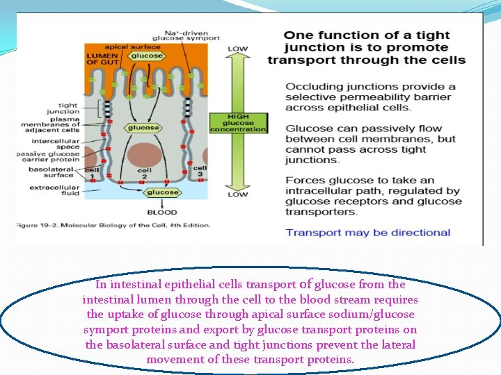 In intestinal epithelial cells transport of glucose from the intestinal lumen through the cell