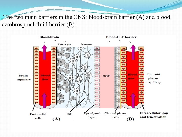 The two main barriers in the CNS: blood-brain barrier (A) and blood cerebrospinal fluid