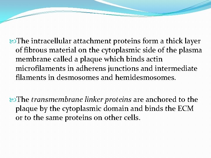  The intracellular attachment proteins form a thick layer of fibrous material on the