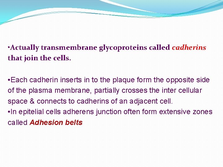  • Actually transmembrane glycoproteins called cadherins that join the cells. • Each cadherin