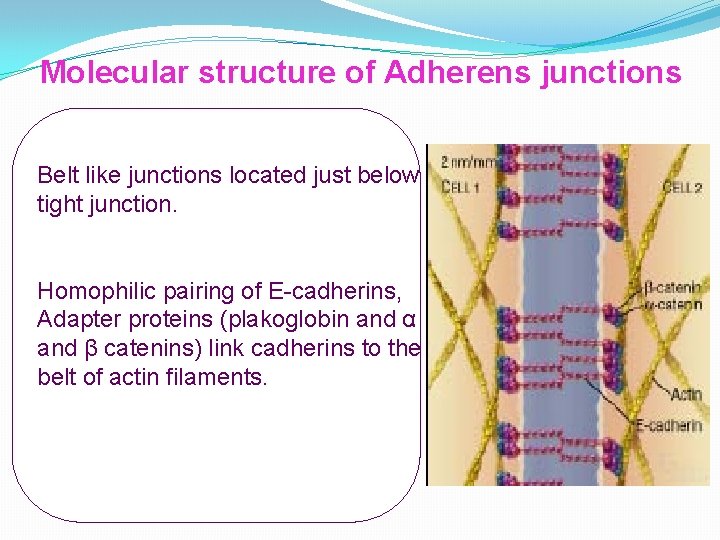 Molecular structure of Adherens junctions Belt like junctions located just below tight junction. Homophilic