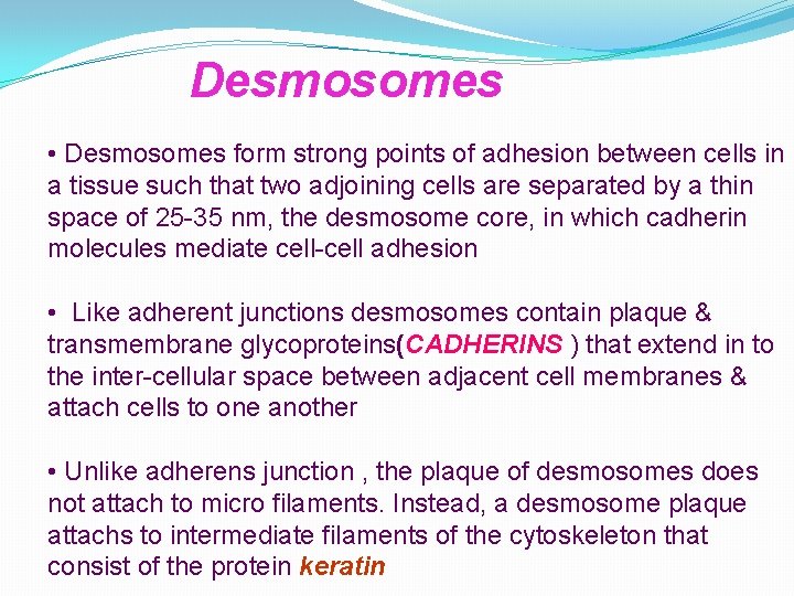 Desmosomes • Desmosomes form strong points of adhesion between cells in a tissue such