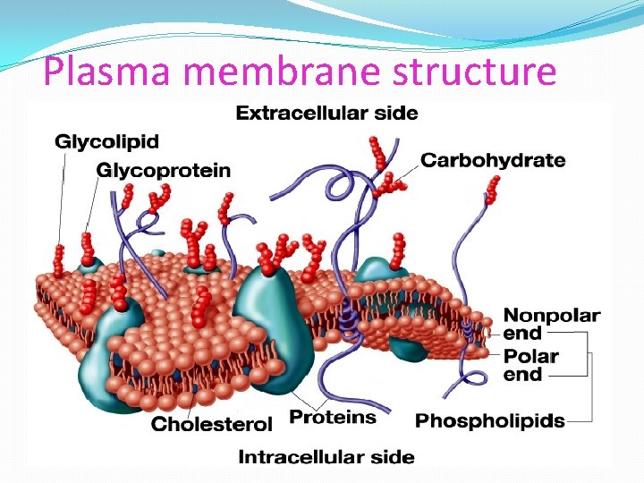 Plasma membrane structure 