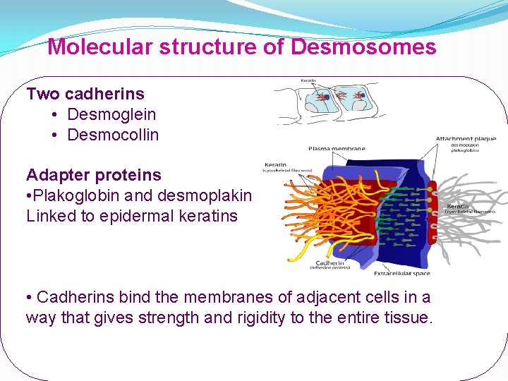 Molecular structure of Desmosomes Two cadherins • Desmoglein • Desmocollin Adapter proteins • Plakoglobin