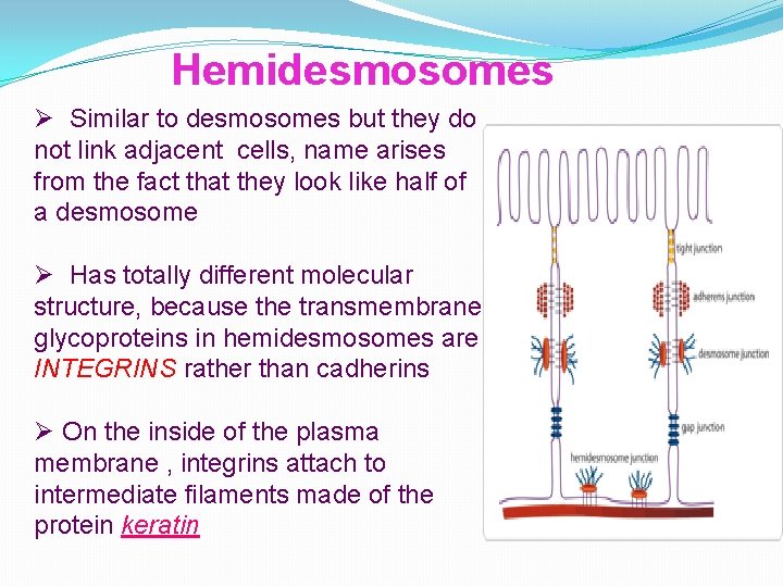 Hemidesmosomes Ø Similar to desmosomes but they do not link adjacent cells, name arises