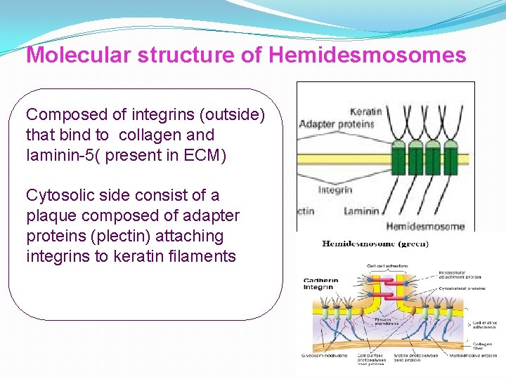 Molecular structure of Hemidesmosomes Composed of integrins (outside) that bind to collagen and laminin-5(