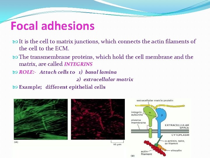 Focal adhesions It is the cell to matrix junctions, which connects the actin filaments