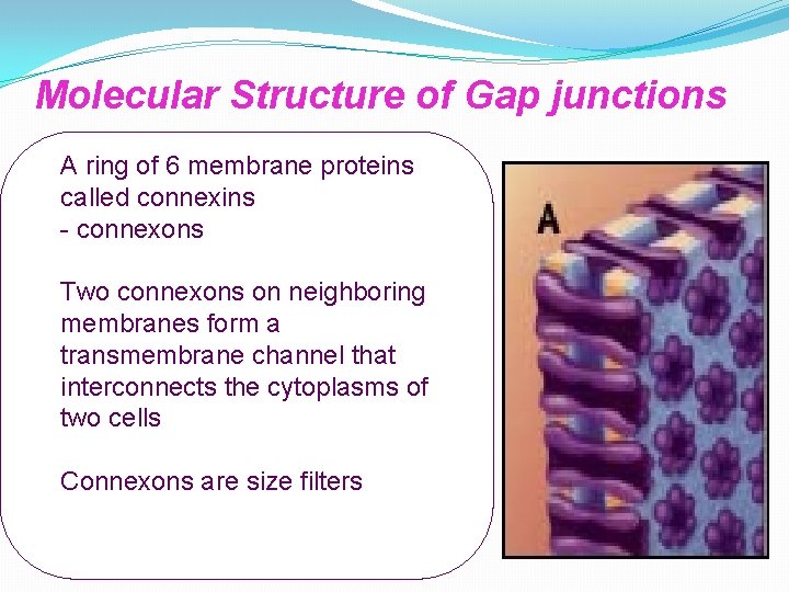 Molecular Structure of Gap junctions A ring of 6 membrane proteins called connexins -