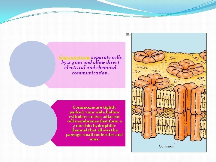 Gap junctions separate cells by 2 -3 nm and allow direct electrical and chemical