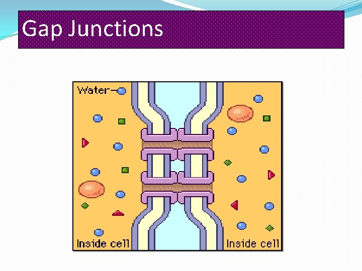 Gap Junctions 