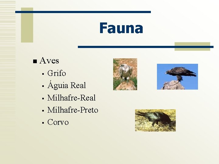 Fauna n Aves § § § Grifo Águia Real Milhafre-Preto Corvo 