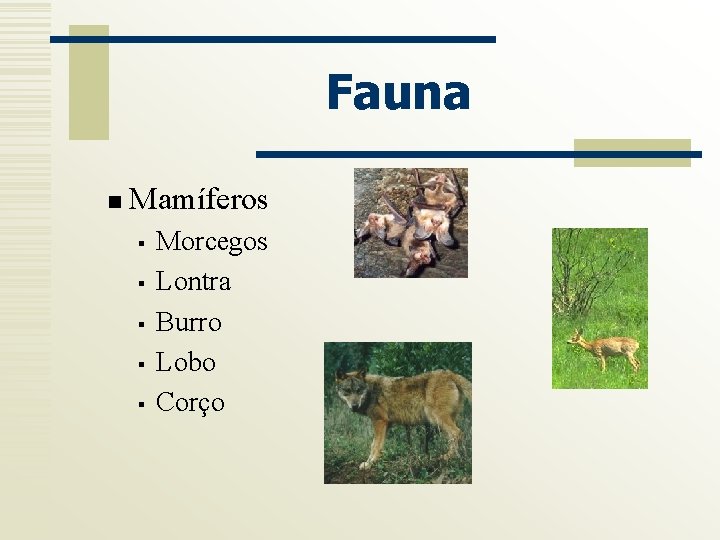 Fauna n Mamíferos § § § Morcegos Lontra Burro Lobo Corço 