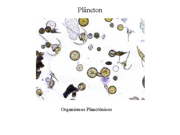 Plâncton Organismos Planctônicos 