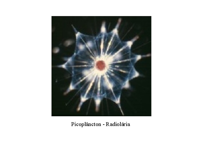 Picoplâncton - Radiolária 