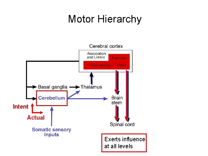 Motor Hierarchy 1° Som sensory Intent Actual Exerts influence at all levels 