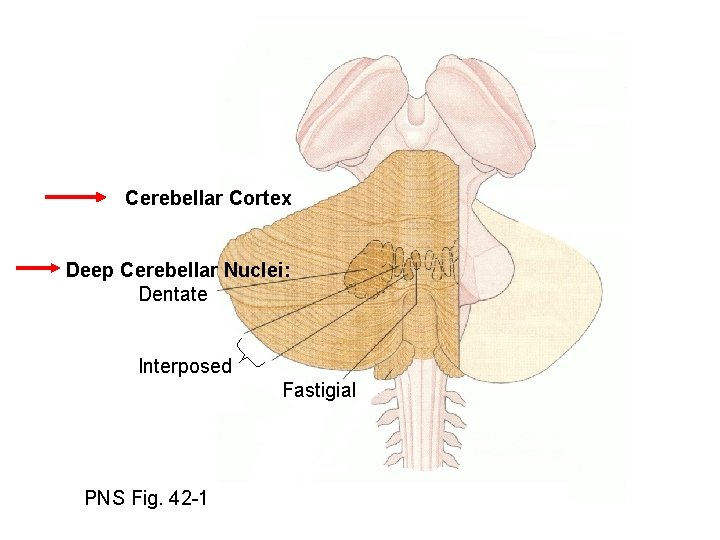 Cerebellar Cortex Deep Cerebellar Nuclei: Dentate Interposed Fastigial PNS Fig. 42 -1 