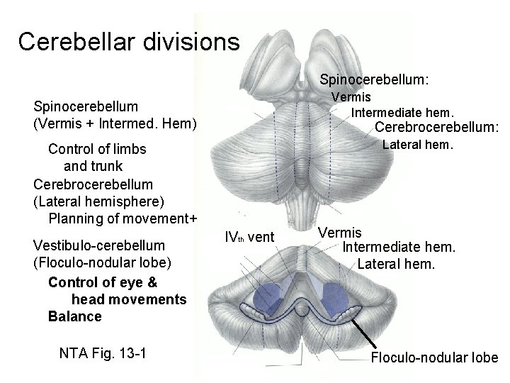 Cerebellar divisions Spinocerebellum: Vermis Intermediate hem. Spinocerebellum (Vermis + Intermed. Hem) Cerebrocerebellum: Lateral hem.