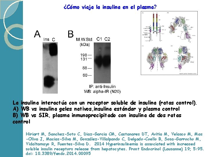 ¿Cómo viaja la insulina en el plasma? La insulina interactúa con un receptor soluble