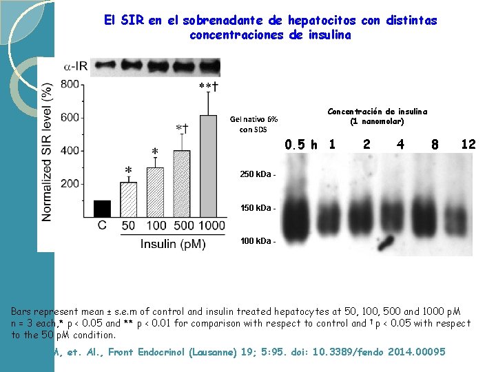 El SIR en el sobrenadante de hepatocitos con distintas concentraciones de insulina Gel nativo