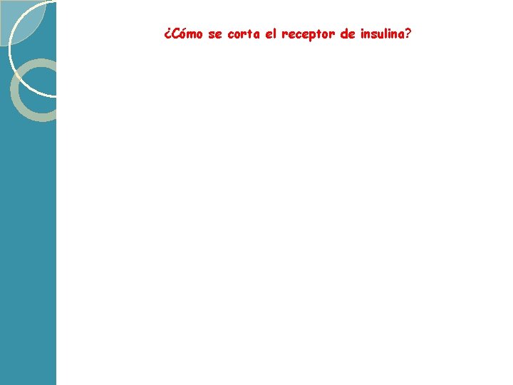 ¿Cómo se corta el receptor de insulina? 