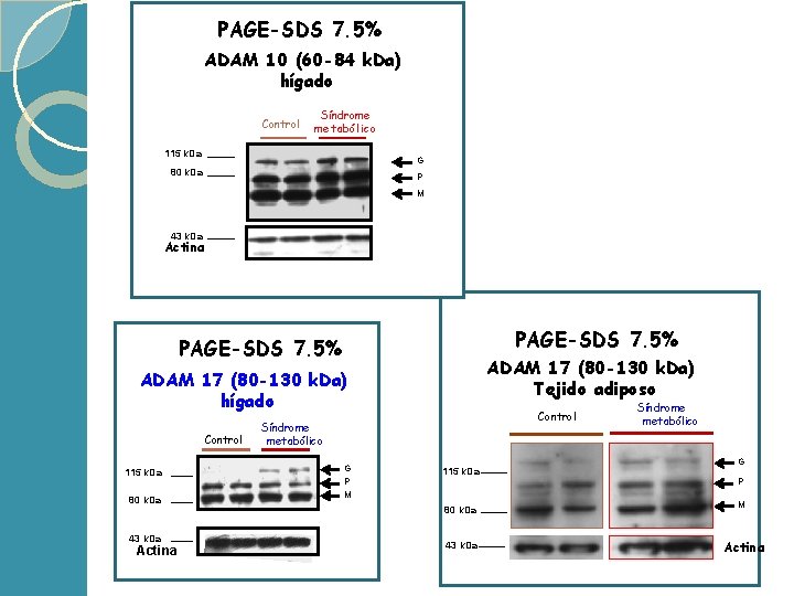 PAGE-SDS 7. 5% ADAM 10 (60 -84 k. Da) ADAM 17 hígado (80 -130