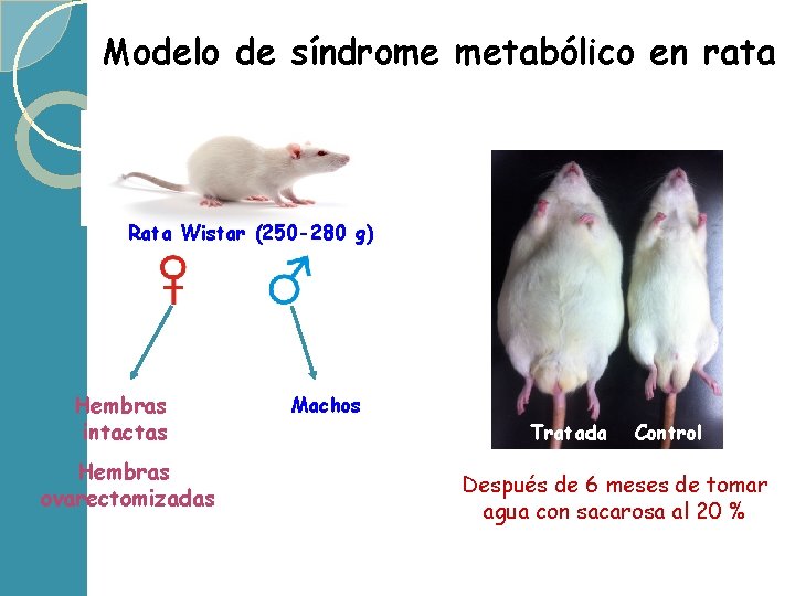 Modelo de síndrome metabólico en rata Rata Wistar (250 -280 g) Hembras intactas Hembras