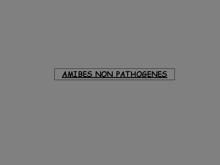 AMIBES NON PATHOGENES 