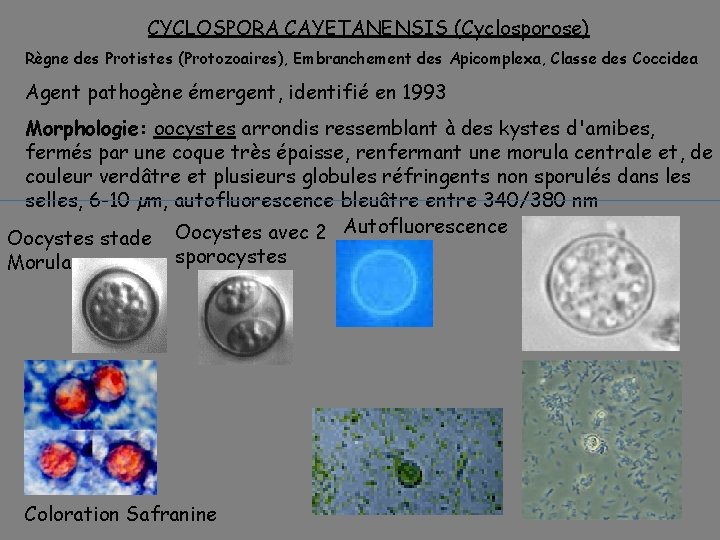 CYCLOSPORA CAYETANENSIS (Cyclosporose) Règne des Protistes (Protozoaires), Embranchement des Apicomplexa, Classe des Coccidea Agent
