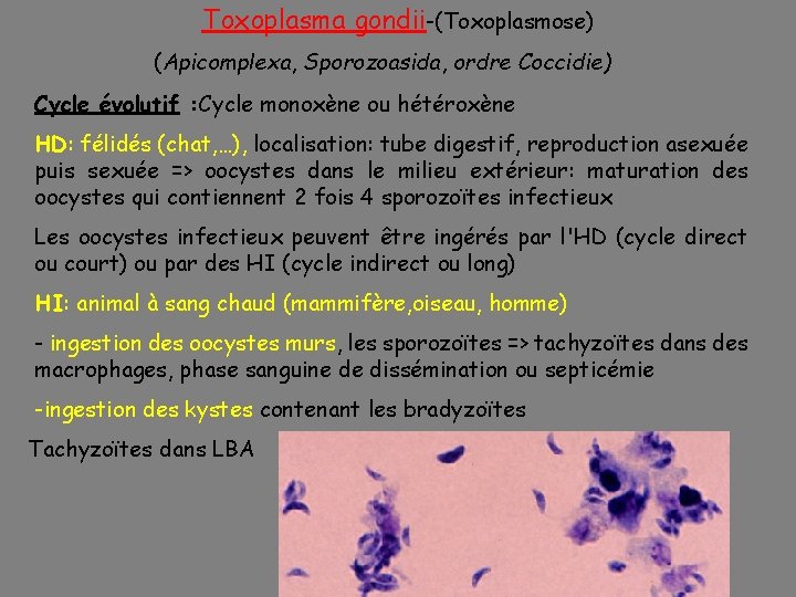 Toxoplasma gondii-(Toxoplasmose) (Apicomplexa, Sporozoasida, ordre Coccidie) Cycle évolutif : Cycle monoxène ou hétéroxène HD:
