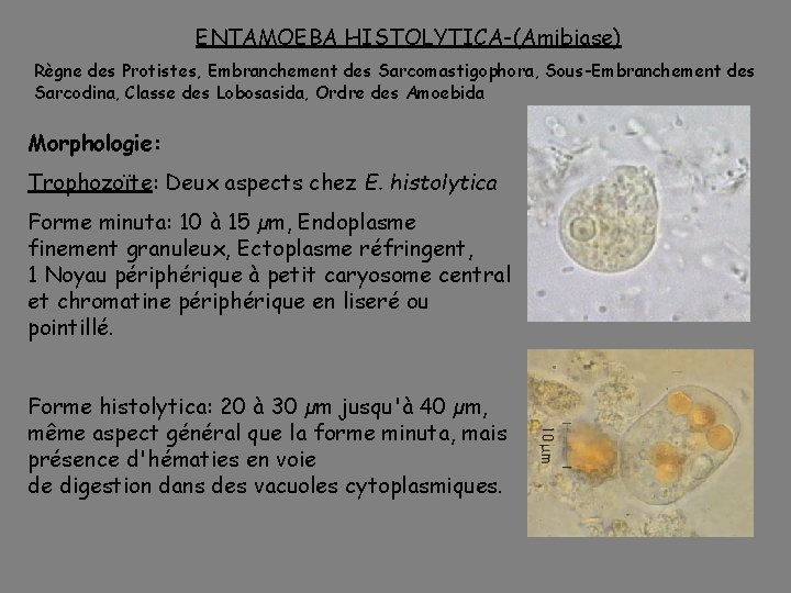 ENTAMOEBA HISTOLYTICA-(Amibiase) Règne des Protistes, Embranchement des Sarcomastigophora, Sous-Embranchement des Sarcodina, Classe des Lobosasida,