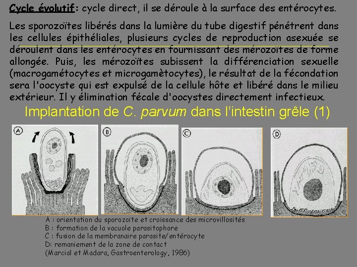 Cycle évolutif: cycle direct, il se déroule à la surface des entérocytes. Les sporozoïtes