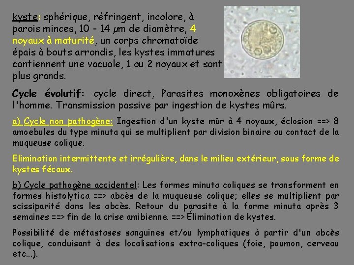kyste: sphérique, réfringent, incolore, à parois minces, 10 - 14 µm de diamètre, 4