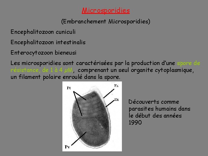Microsporidies (Embranchement Microsporidies) Encephalitozoon cuniculi Encephalitozoon intestinalis Enterocytozoon bieneusi Les microsporidies sont caractérisées par