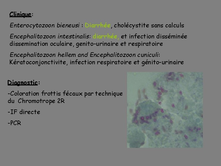 Clinique: Enterocytozoon bieneusi : Diarrhée, cholécystite sans calculs Encephalitozoon intestinalis: diarrhée, et infection disséminée