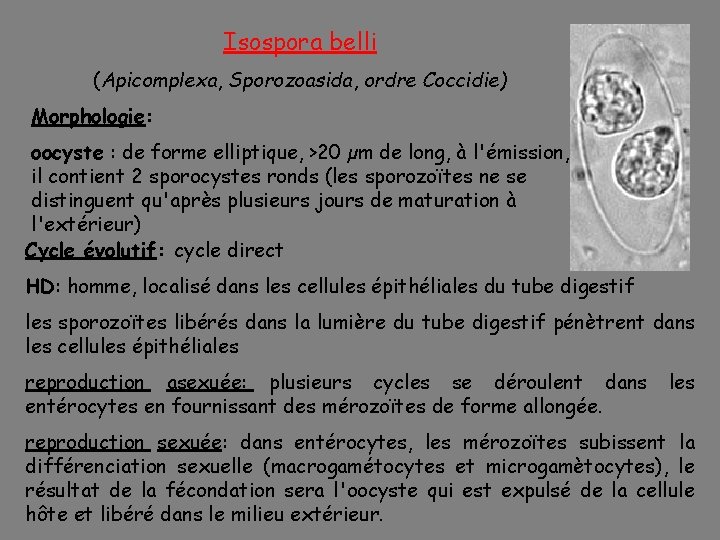 Isospora belli (Apicomplexa, Sporozoasida, ordre Coccidie) Morphologie: oocyste : de forme elliptique, >20 µm