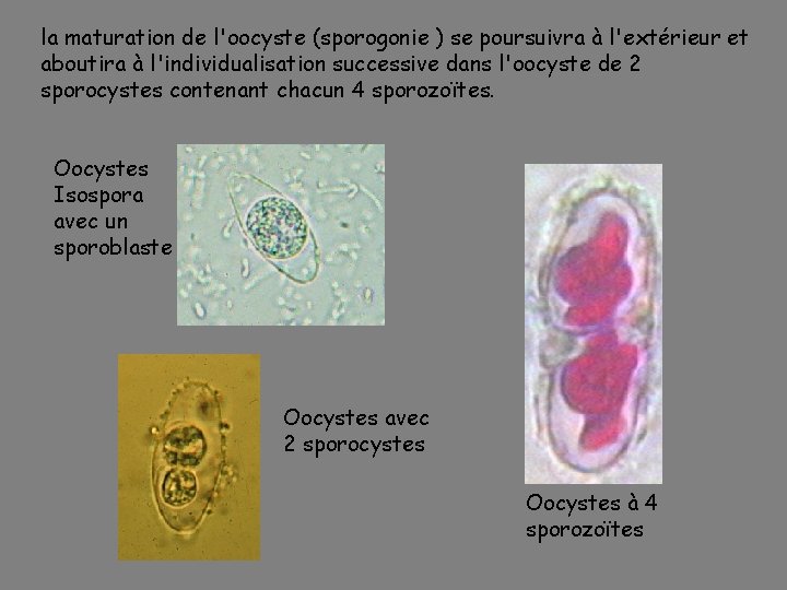 la maturation de l'oocyste (sporogonie ) se poursuivra à l'extérieur et aboutira à l'individualisation