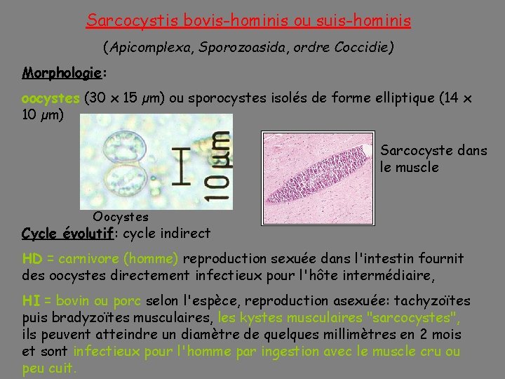 Sarcocystis bovis-hominis ou suis-hominis (Apicomplexa, Sporozoasida, ordre Coccidie) Morphologie: oocystes (30 x 15 µm)