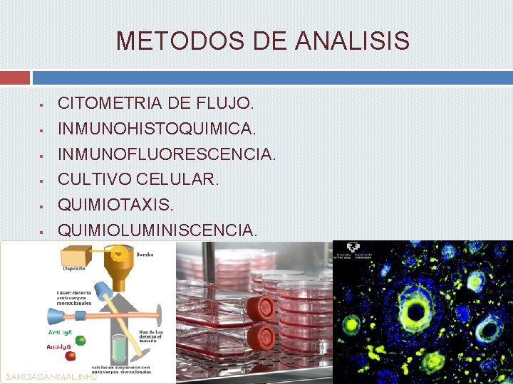 METODOS DE ANALISIS § § § CITOMETRIA DE FLUJO. INMUNOHISTOQUIMICA. INMUNOFLUORESCENCIA. CULTIVO CELULAR. QUIMIOTAXIS.