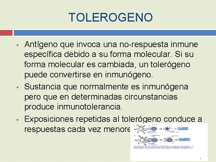 TOLEROGENO § § § Antígeno que invoca una no-respuesta inmune específica debido a su