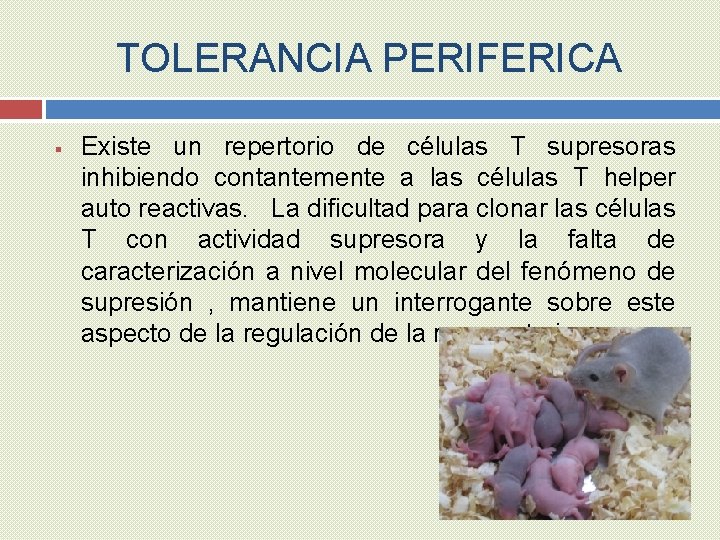 TOLERANCIA PERIFERICA § Existe un repertorio de células T supresoras inhibiendo contantemente a las
