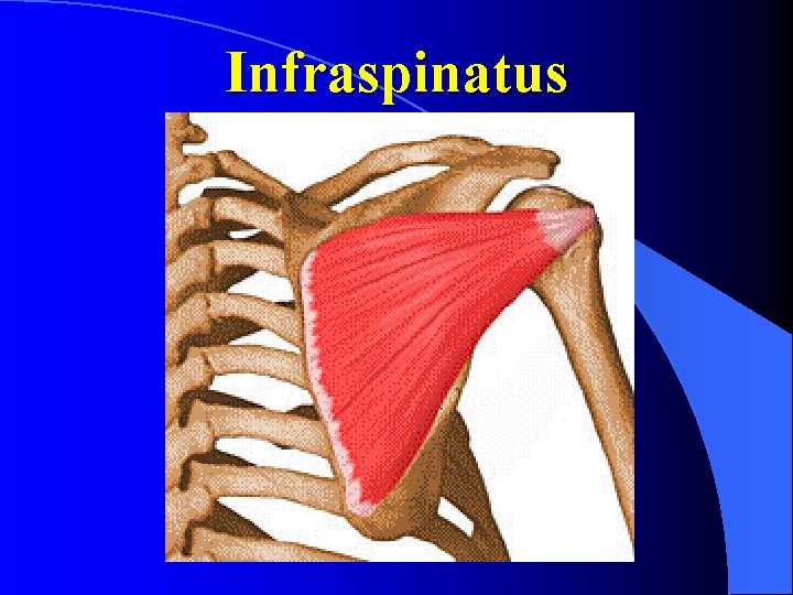 Infraspinatus 