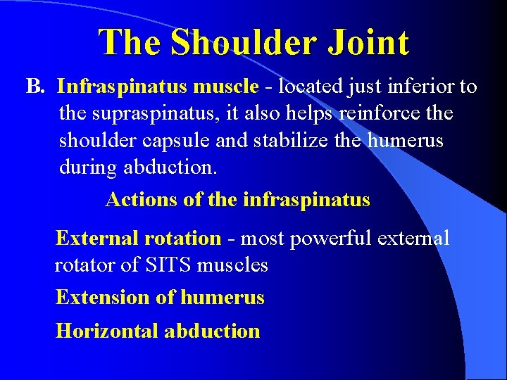 The Shoulder Joint B. Infraspinatus muscle - located just inferior to the supraspinatus, it