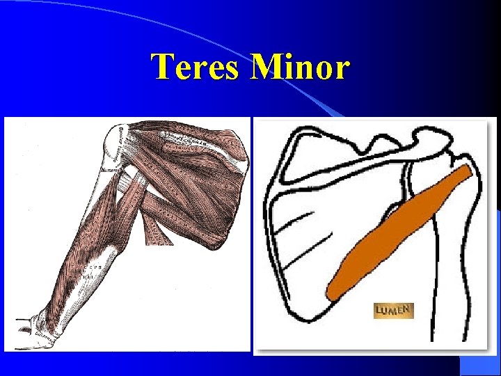 Teres Minor 