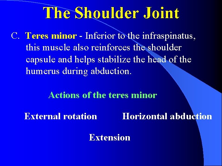 The Shoulder Joint C. Teres minor - Inferior to the infraspinatus, this muscle also