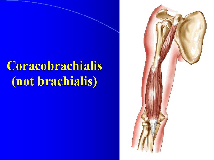 Coracobrachialis (not brachialis) 