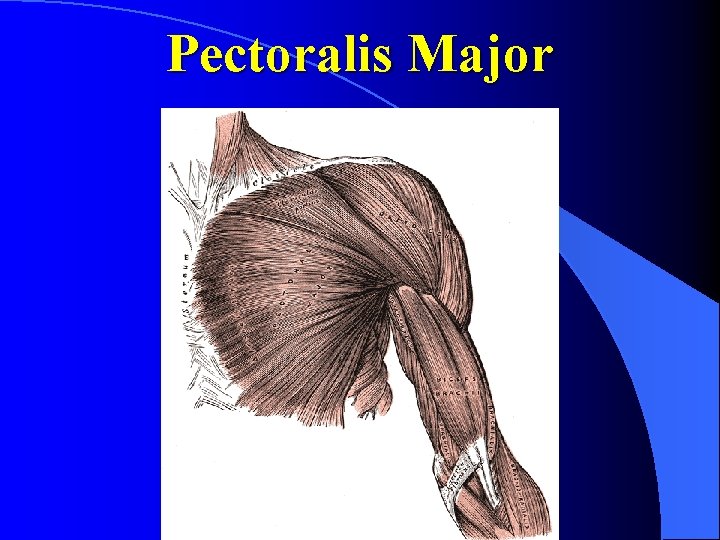 Pectoralis Major 