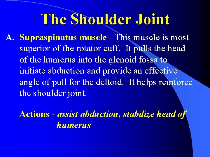 The Shoulder Joint A. Supraspinatus muscle - This muscle is most superior of the