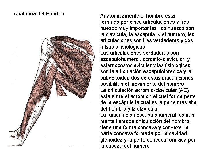 Anatomía del Hombro Anatómicamente el hombro esta formado por cinco articulaciones y tres huesos